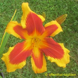 Eigener Säm 01138 Tet Dor Blüte 22cm
