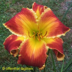 Eigener Säm 01146 Tet Dor