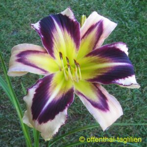 Eigener Säm 01147 Tet Dor Blüte 22cm