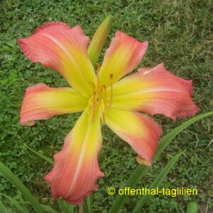 Eigener Säm 01149 Tet Dor Blüte 25cm
