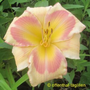 Eigener Säm 01155 3 Tet Dor