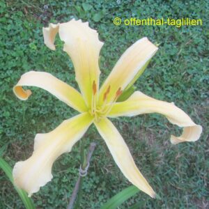Eigener Säm 01156 Tet Dor Blüte 23cm