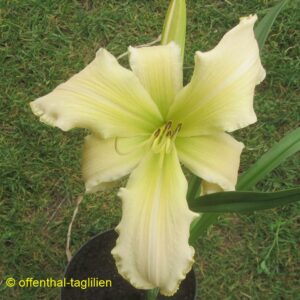 Eigener Säm 01181 Tet Dor Blüte 26cm