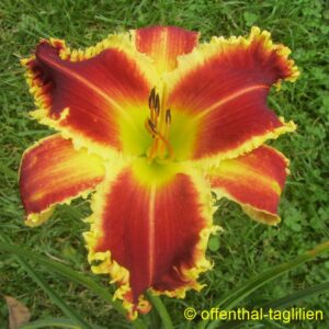 Eigener Säm 01239 5 Tet Dor