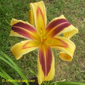 Eigener Säm 01246 Tet Dor Blüte 22cm
