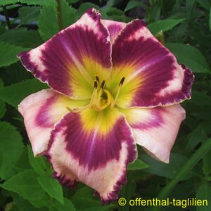 Eigener Säm 01284 2 Tet Dor