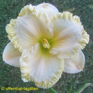Eigener Säm 01341 5 Tet Dor Blüte 14cm