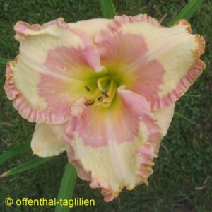 Eigener Säm 01345 7 Tet Dor