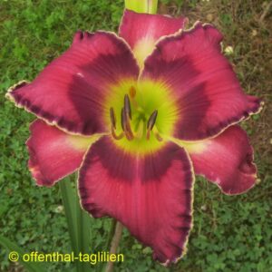 Eigener Säm 01368 5 Tet Dor