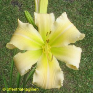 Eigener Säm 01389 Tet Dor Blüte 20cm