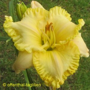 Eigener Säm 01439 3 Tet Dor