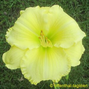 Eigener Säm 01466 et Dor Blüte 10cm