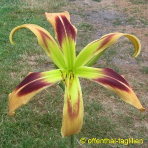 Eigener Säm 1004 - 25cm Tet Dor