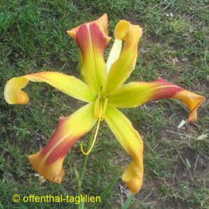 Eigener Säm 1007 29cm Blüte Tet Dor