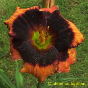 Eigener Säm 1074 Blüte 9cm Tet Dor