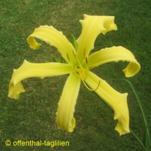 Eigener Säm Tet Dor 110cm 27cm 3fach Verzweigung 18 Knospen 2