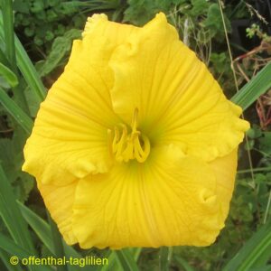 Eigener Säm Tet Dor Yellow Pansy