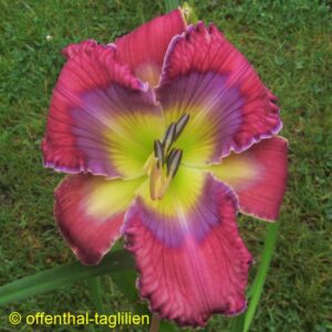 Eigener Säm 01216 3 Tet Dor 70cm, 15cm
