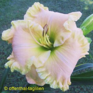 ‚First Twilight‘