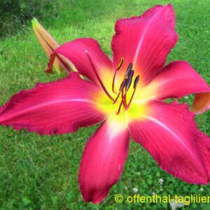‚Neon Flamingo‘