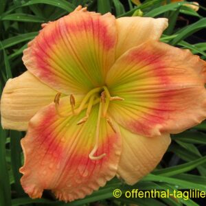 ‚Pug Yarborough‘