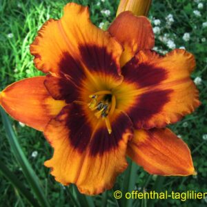 ‚Raging Tiger‘