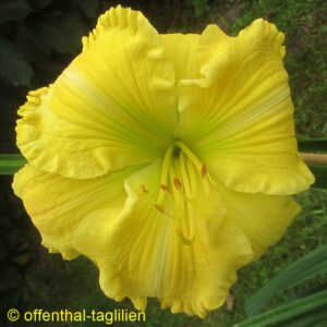 01039 Tet Dor 70, 15,