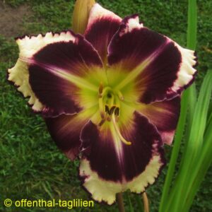 01047 2 Tet Dor 70, 16,