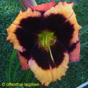 01074 10cm Blüte Tet Dor