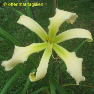 01238 Tet Dor Blüte 29cm