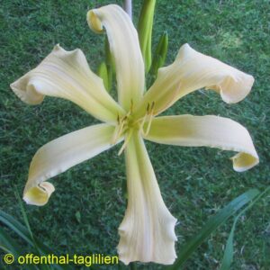 01832 Tet Dor 93cm Blüte 29cm