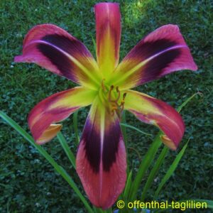 02091 26cm Blüte Tet Dor