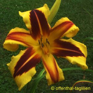 02100 Tet Dor Blüte 22cm