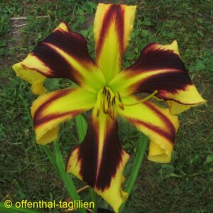 02166 Blüte 23cm Tet Dor 4