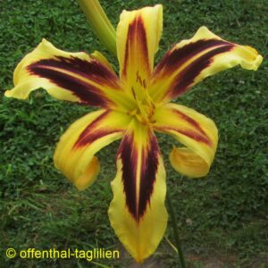 02190 Tet Dor Blüte 25cm