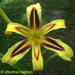 02210 2Blüte 25cm Tet Dor