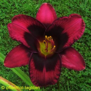 02280 Blüte 10cm Tet Dor