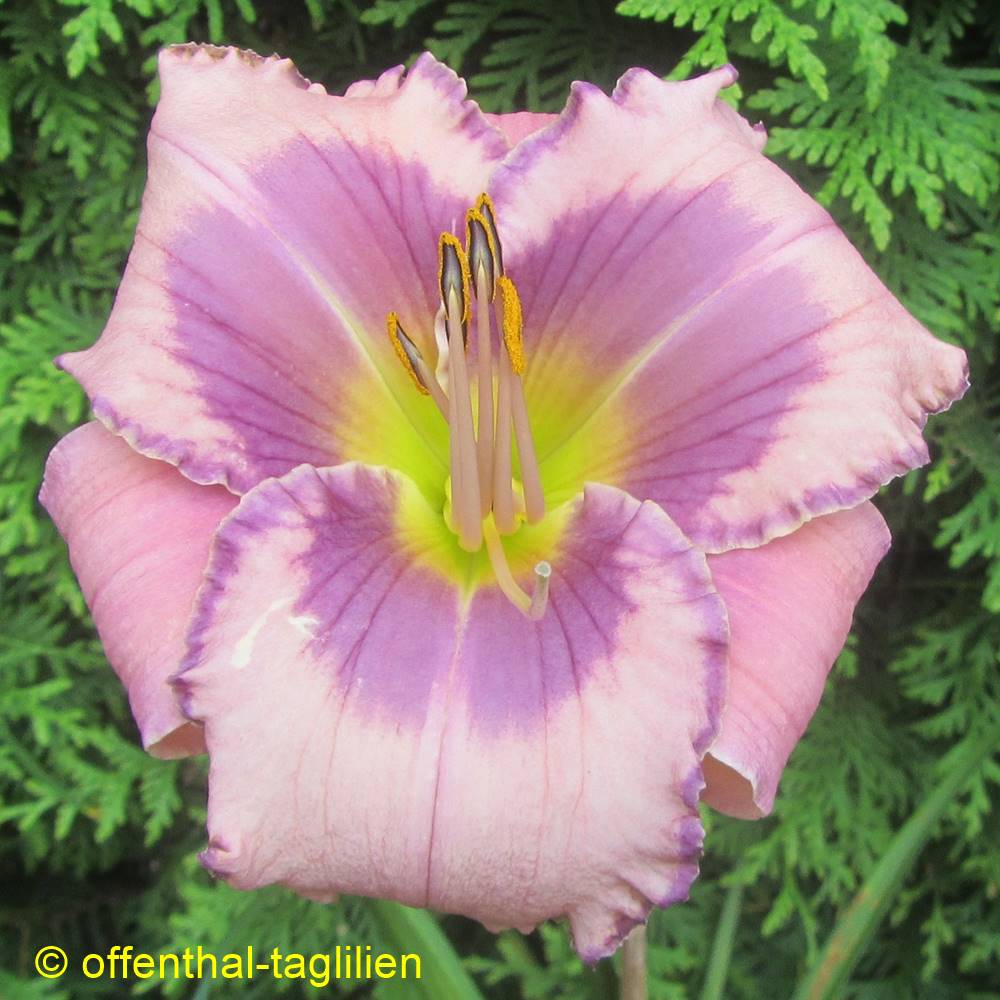 Heidjer's Orchid Elegance