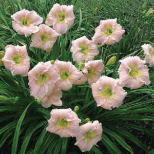 ‚Barbara Mitchell‘