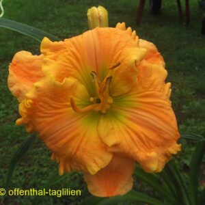 ‚Chilled Orange Sorbet‘