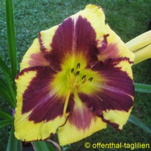 ‚Desperado Love‘