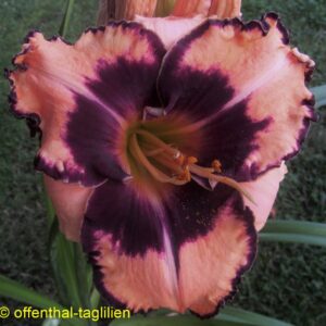 ‚Phantom Of Gascone‘