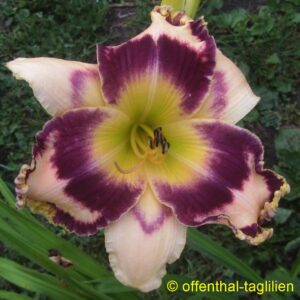 ‚Waldo Gone Wild‘