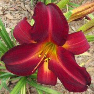 ‚Agnes Elpers‘