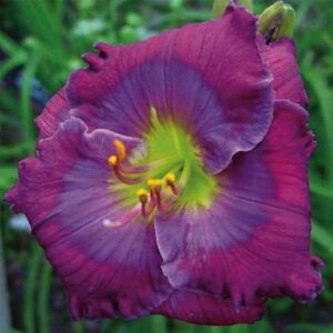 ‚Lavender Blue Baby‘